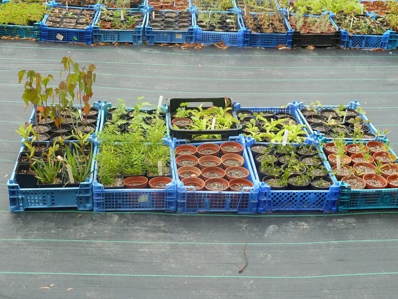 Seeds & Seedlings Supply